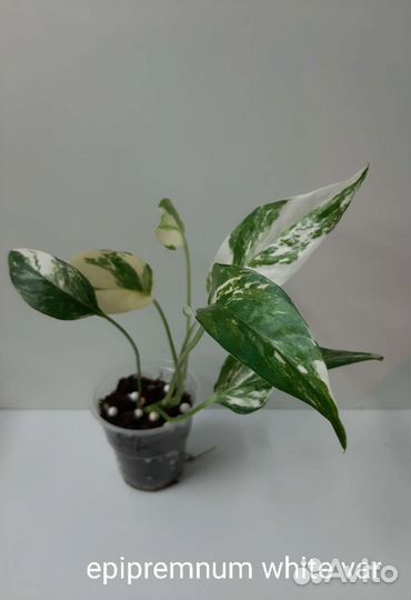 Ароидные сортовые