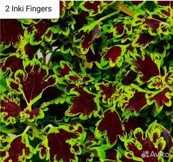 Вегетативные колеусы