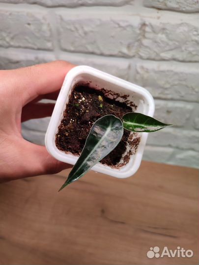 Алоказия Curly Bambino