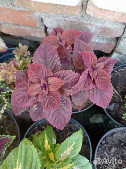 Колеусы сортовые