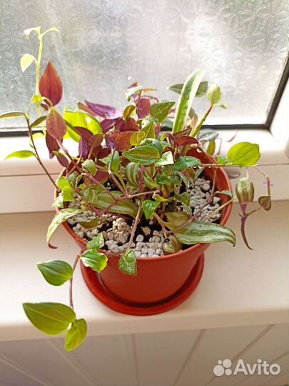 Растение с горшком