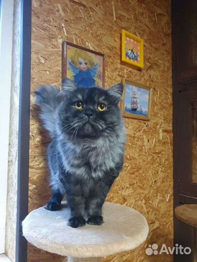 Зоогостиница 