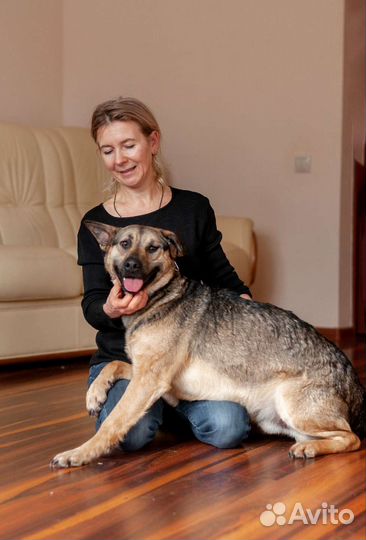 Собака в добрые руки