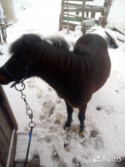 Пони жеребец