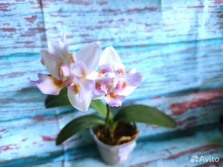 Орхидея Фаленопсис Бабочка