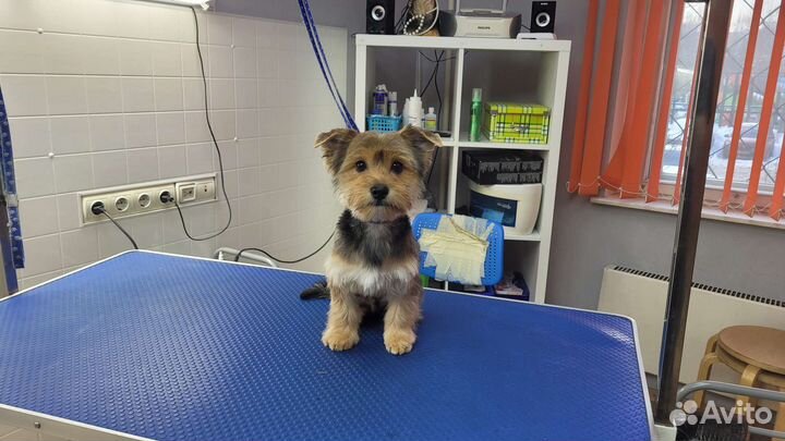 Грумер универсал (стрижка собак)