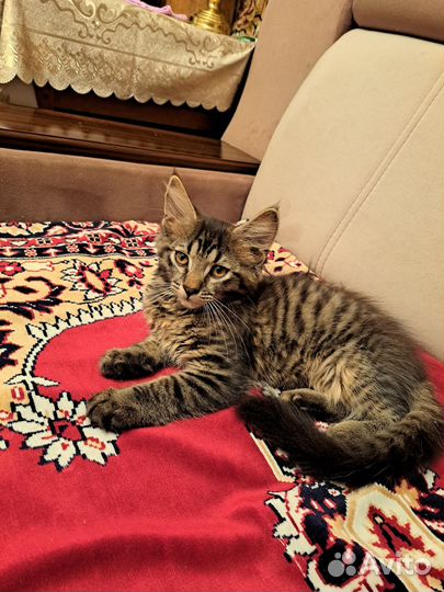 Котята мейн-кун