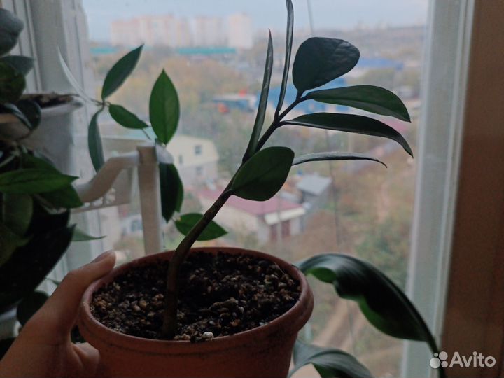 Комнатные цветы