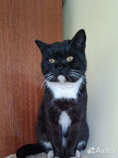 Британский кот в дар