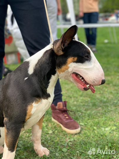 Вязка стандартный бультерьер