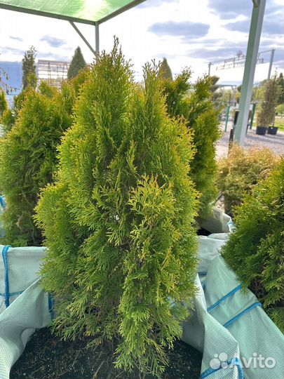 Туи в ассортименте