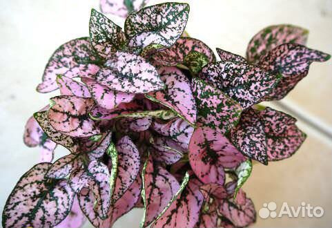 Гипоэстес комнатный