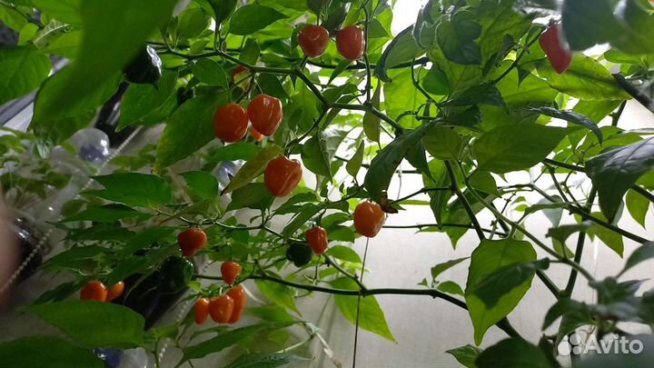 Рассада острых и сверхострых перцев для дома