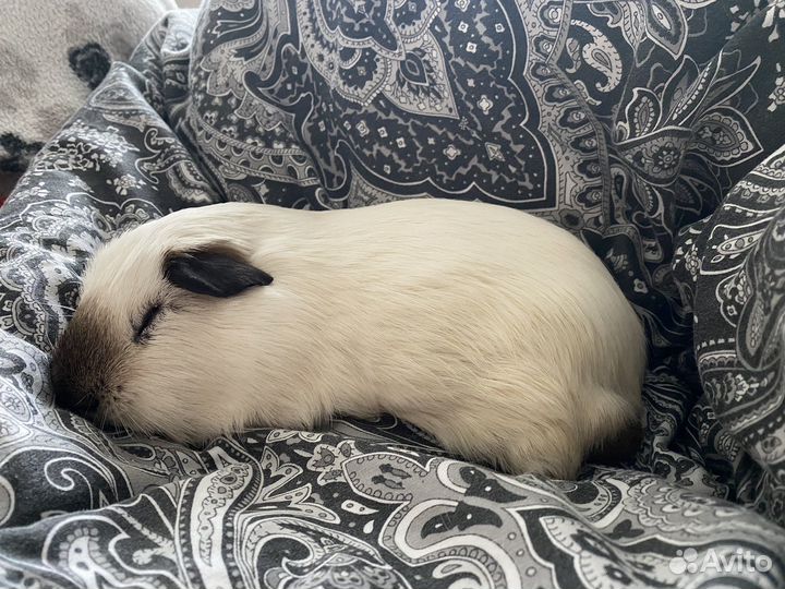 Морская свинка вязка