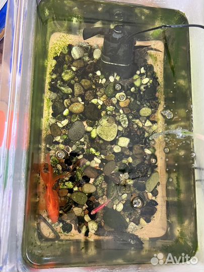 Аквариумные рыбки