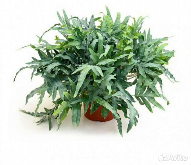 Флебодиум Блю Стар папоротник/Phlebodium Blue Star