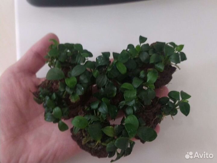 Анубиасы разных видов