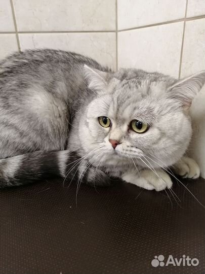 Кастрация котов на дому