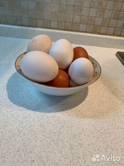 Домашнее куриные яйца