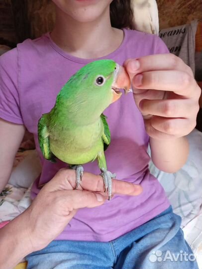 Александрийский попугай, ожереловый, амазон