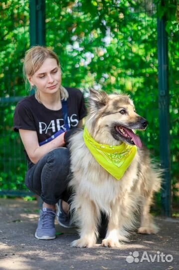 Собака-мечта из приюта