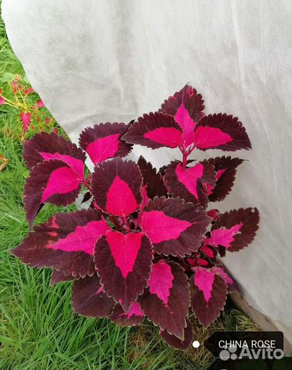 Сортовые вегетативные колеусы