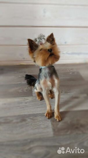 Йоркширский терьер вязка кобель