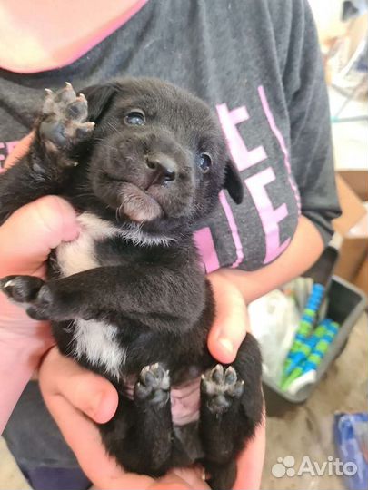 Собака в добрые руки