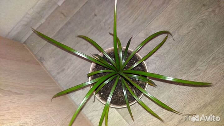 Драцена маргината