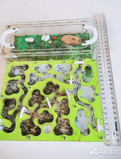 Муравьиная ферма с муравьями