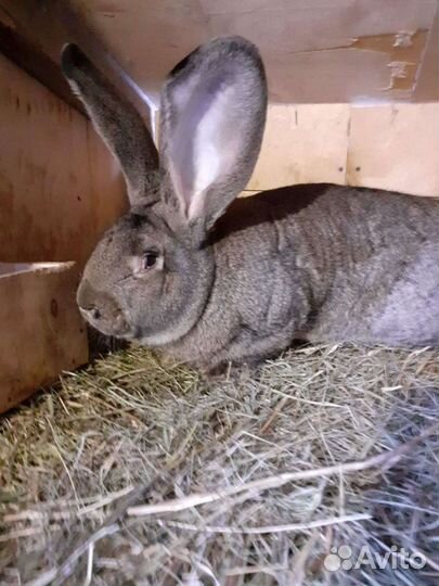 Фландры, Строкачи (нпв)