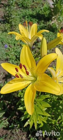 Лилии луковицы