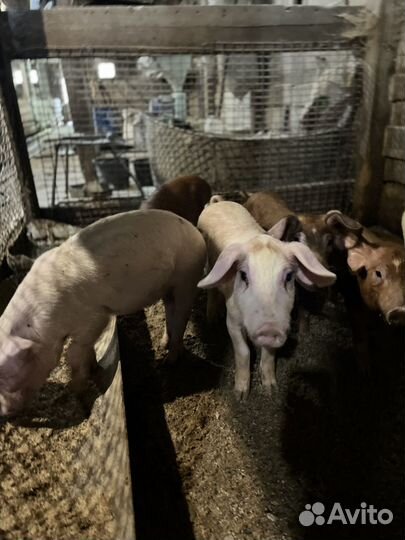 Поросенок ландрас