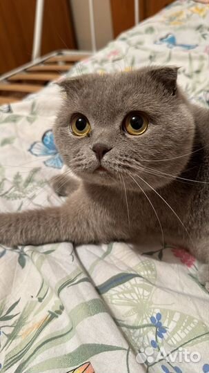 Случка с кошкой