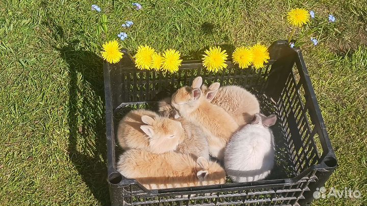 Декоративный кролик