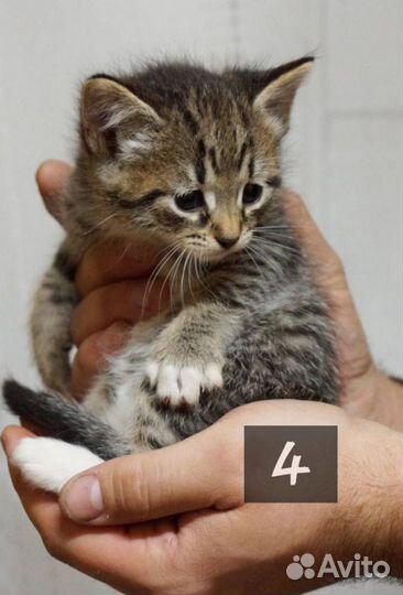 Котята