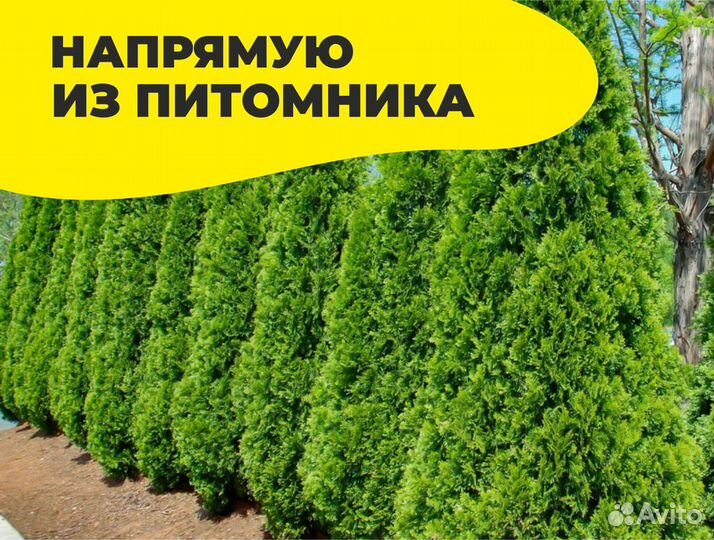 Туя брабант