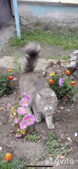 Кошечка в добрые руки