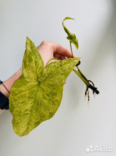 Сингониум моттлед, манго, три короля