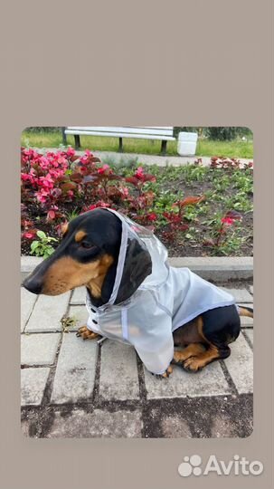 Такса на вязку