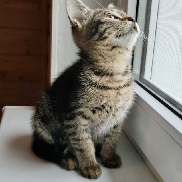 Котёнок в добрые руки