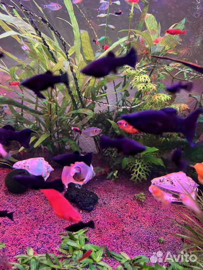 Моллинезия