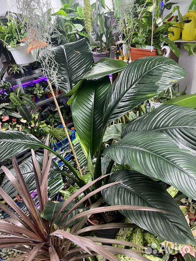 Спатифиллум сенсация