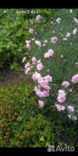 Арабис, гвоздика садовая