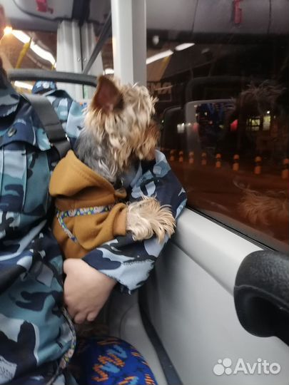 Работа выгул собак