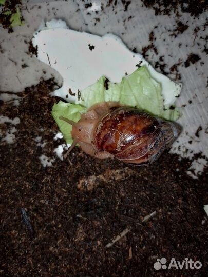 Улитки ахатины