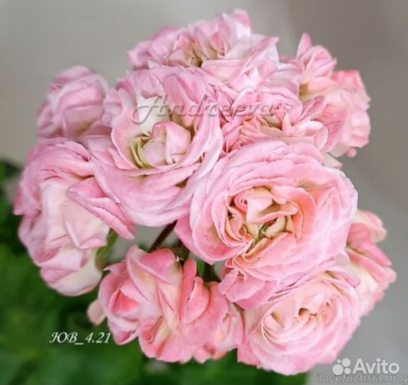 Пеларгония герань юв 4.21