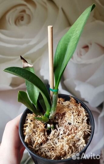 Орхидея каттлея, Фаленопсис