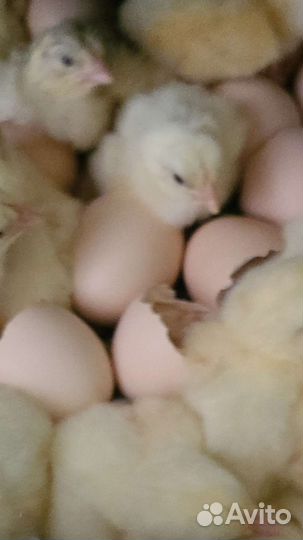 Молодка, бройлер, индюшата и др. птица