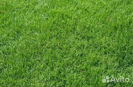 Укладка Рулонного газона